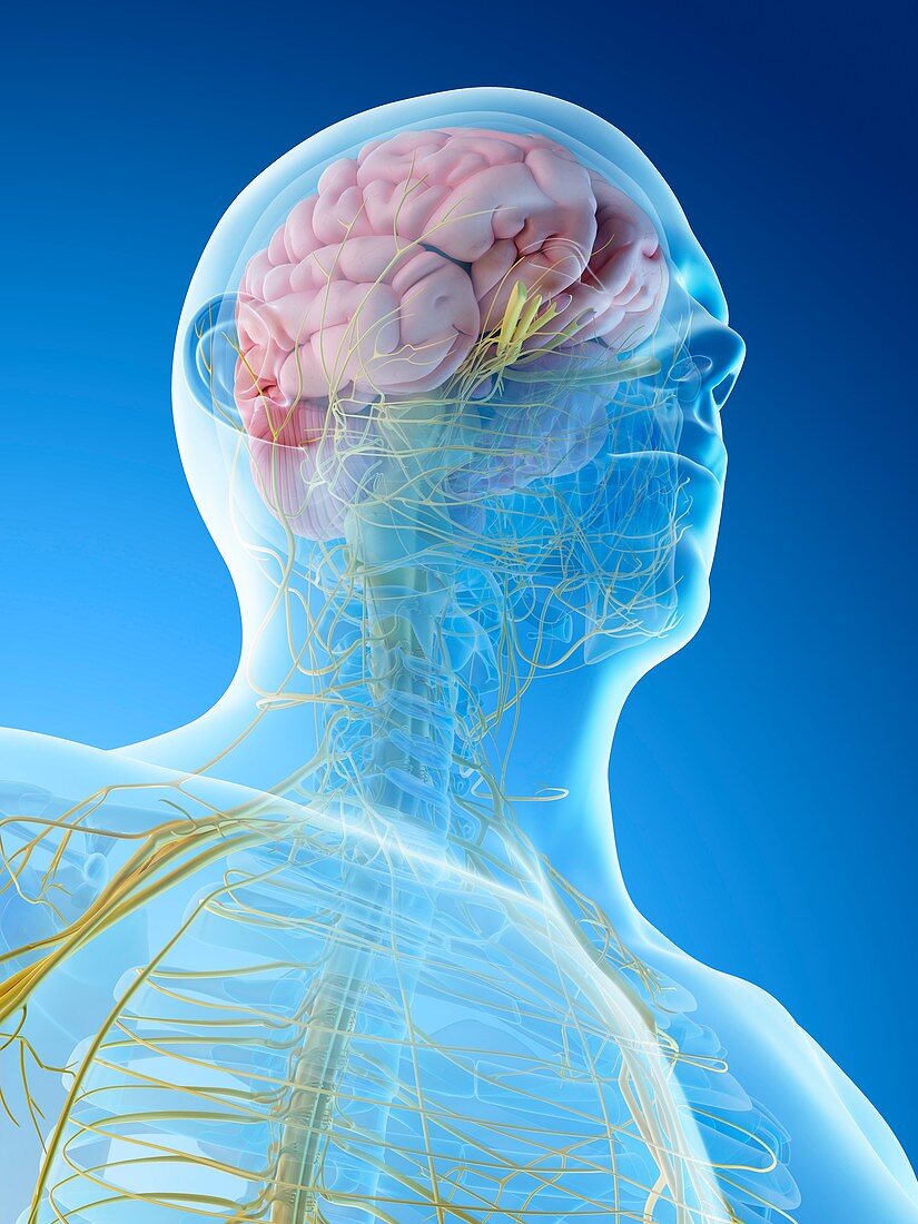 Nervous system of head and neck, illustration