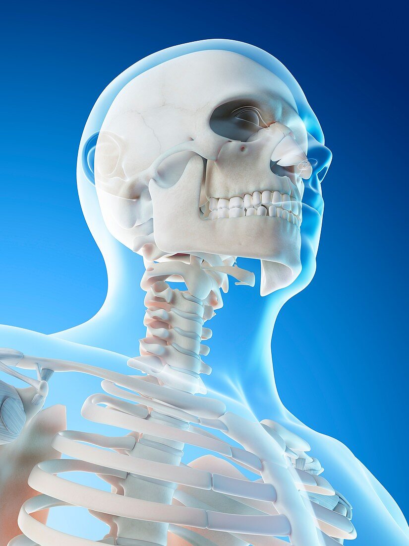Head and neck bones, illustration