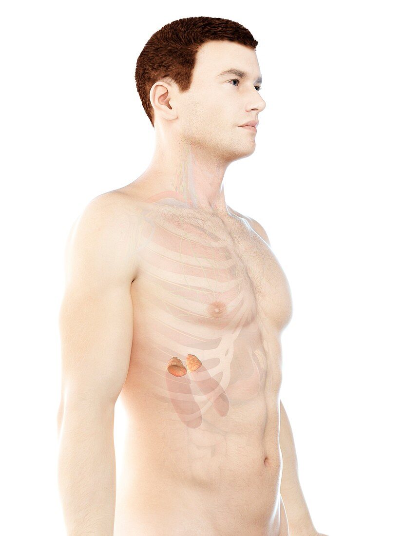 Adrenal glands, illustration