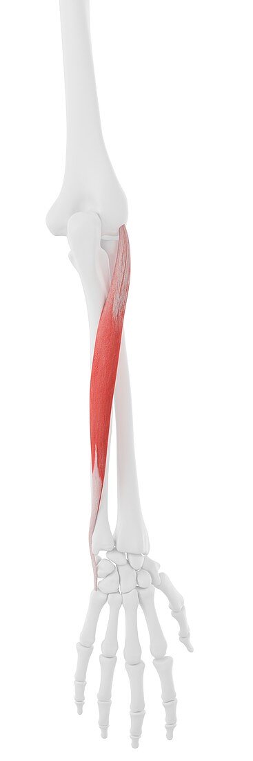 Extensor carpi ulnaris muscle, illustration