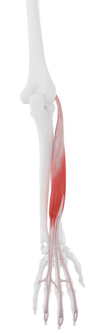 Extensor digitorum muscle, illustration