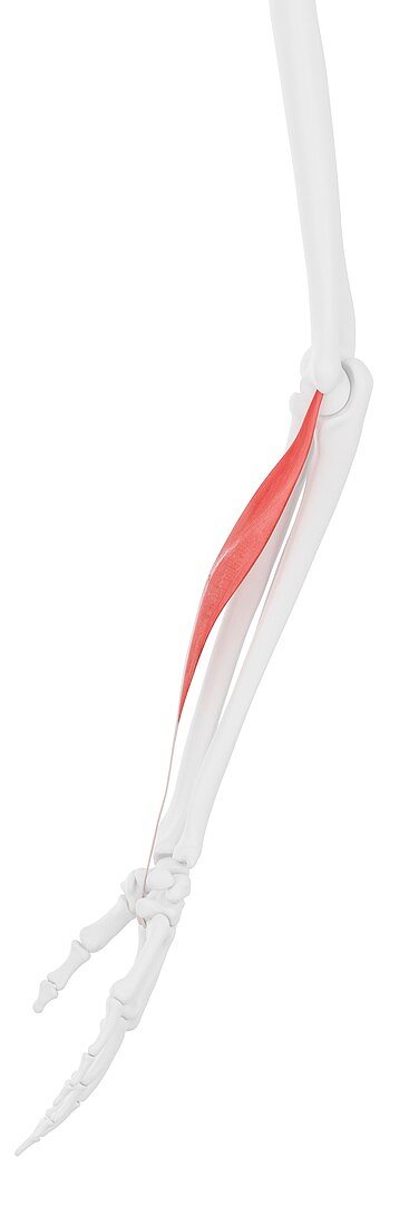 Flexor carpi radialis muscle, illustration