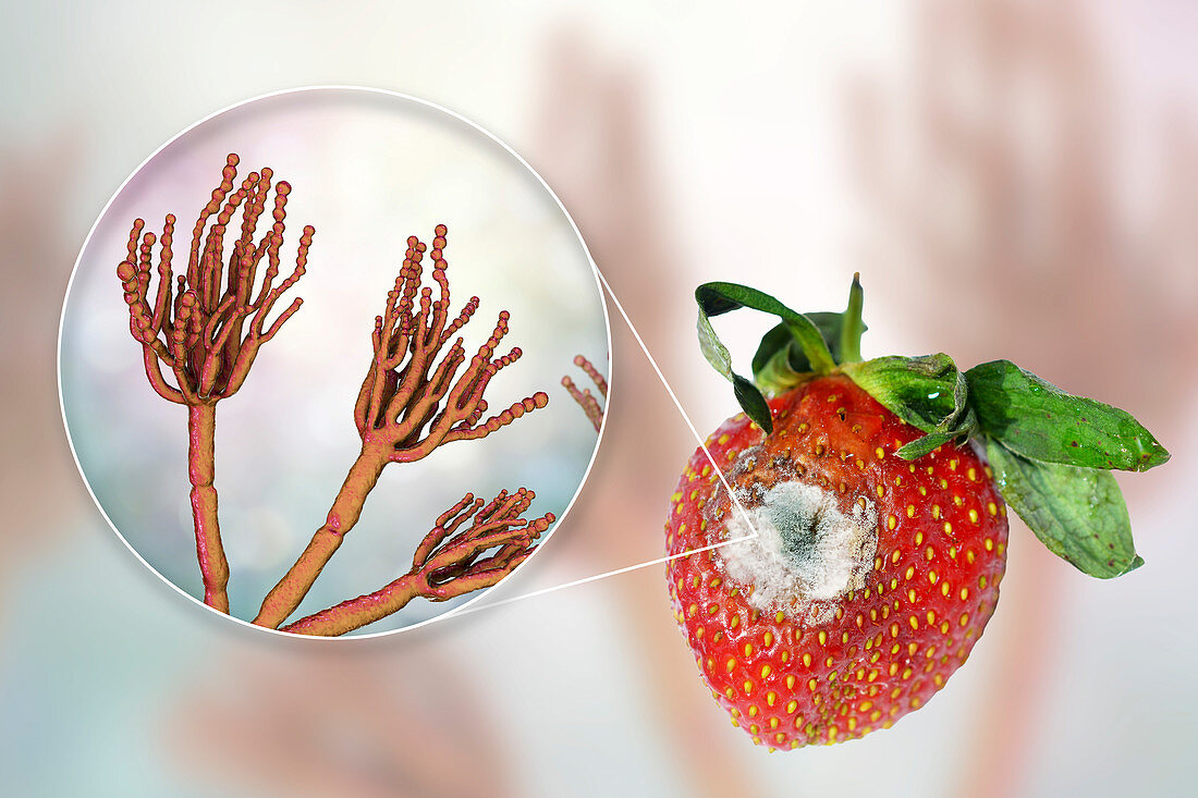 Strawberry covered with mould, composite image