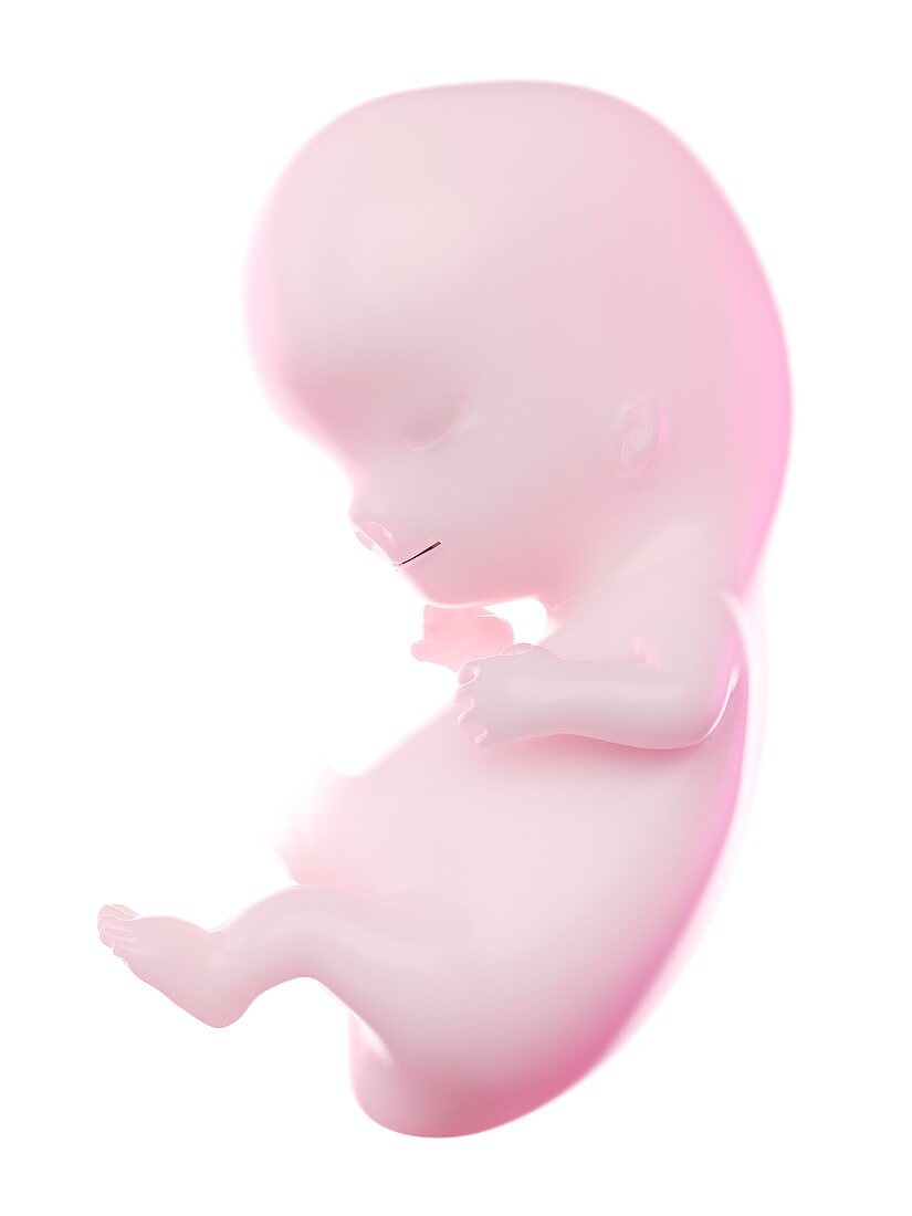 Fetus at week 9, illustration
