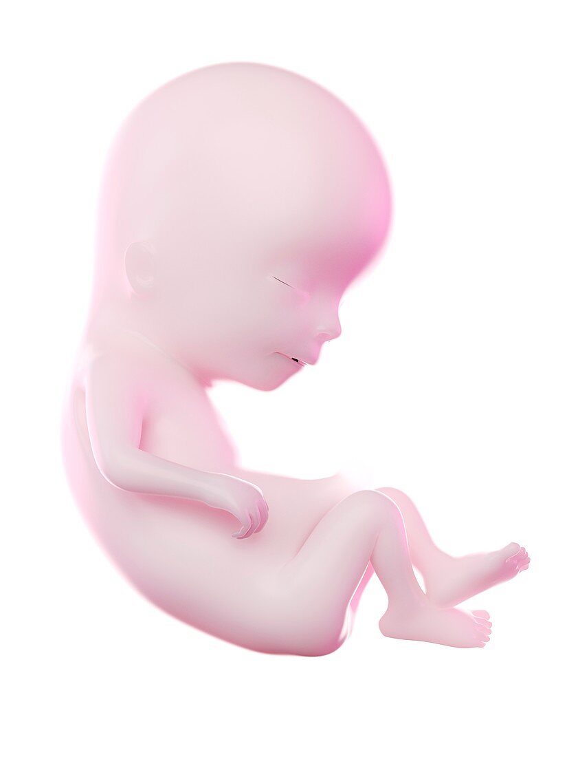 Fetus at week 13, illustration