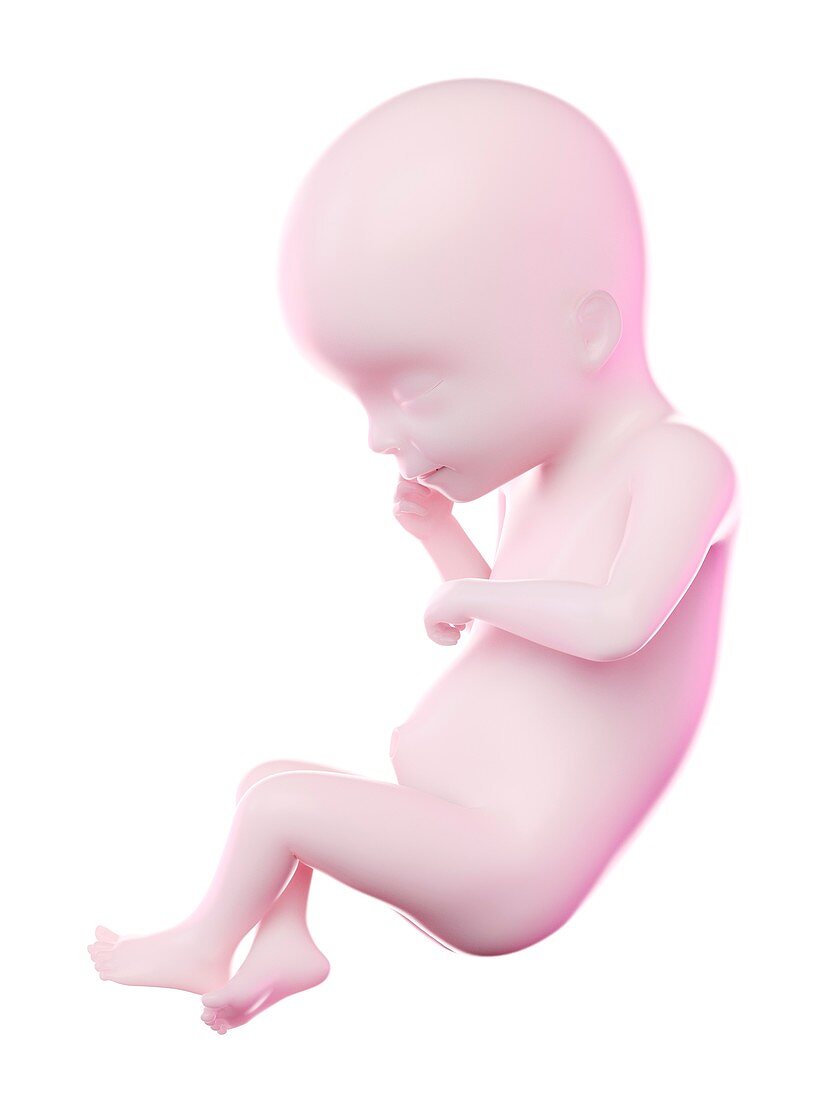 Fetus at week 19, illustration