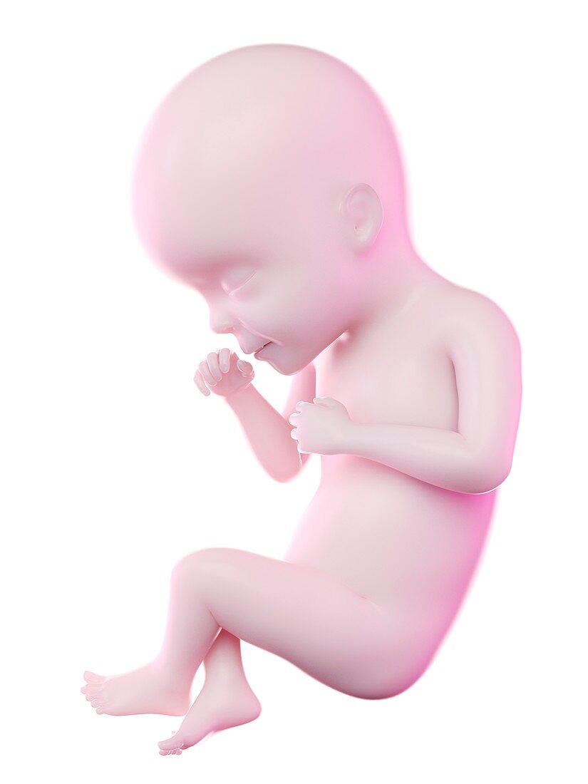 Fetus at week 27, illustration