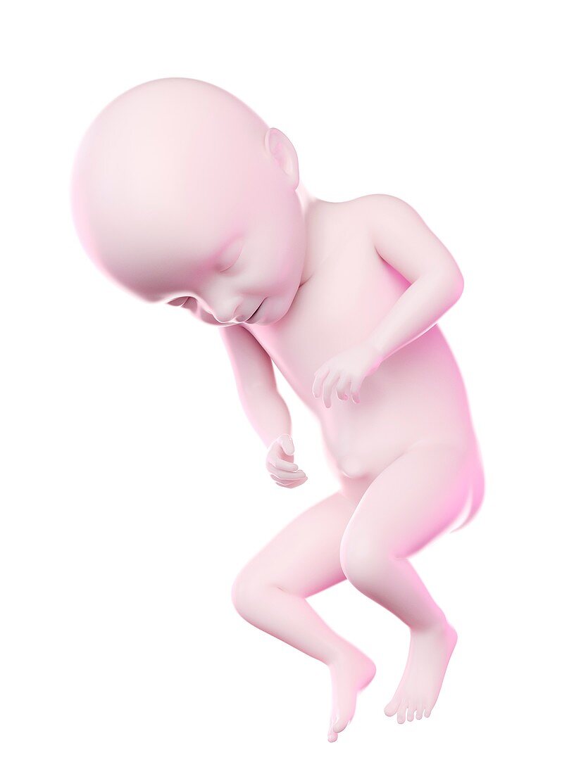 Fetus at week 31, illustration