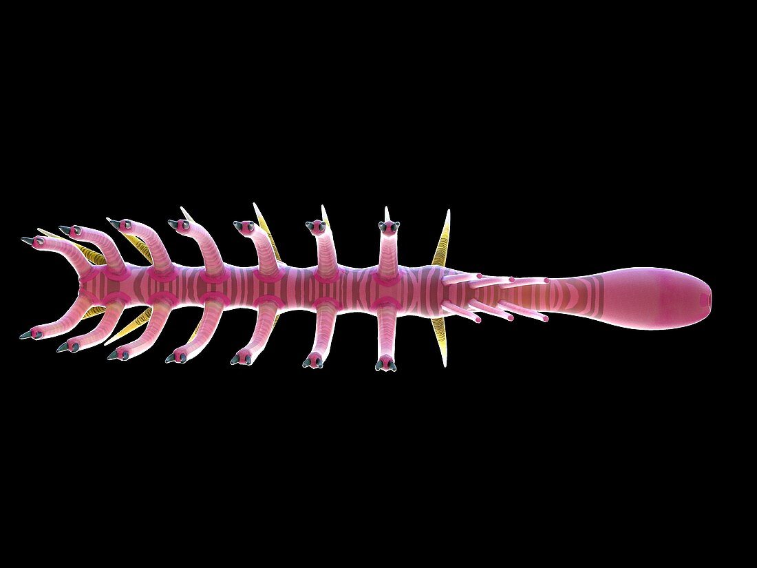 Hallucigenia marine invertebrate, illustration