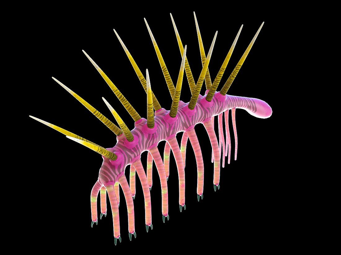 Hallucigenia marine invertebrate, illustration