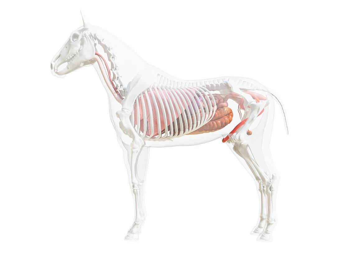 Horse anatomy, illustration