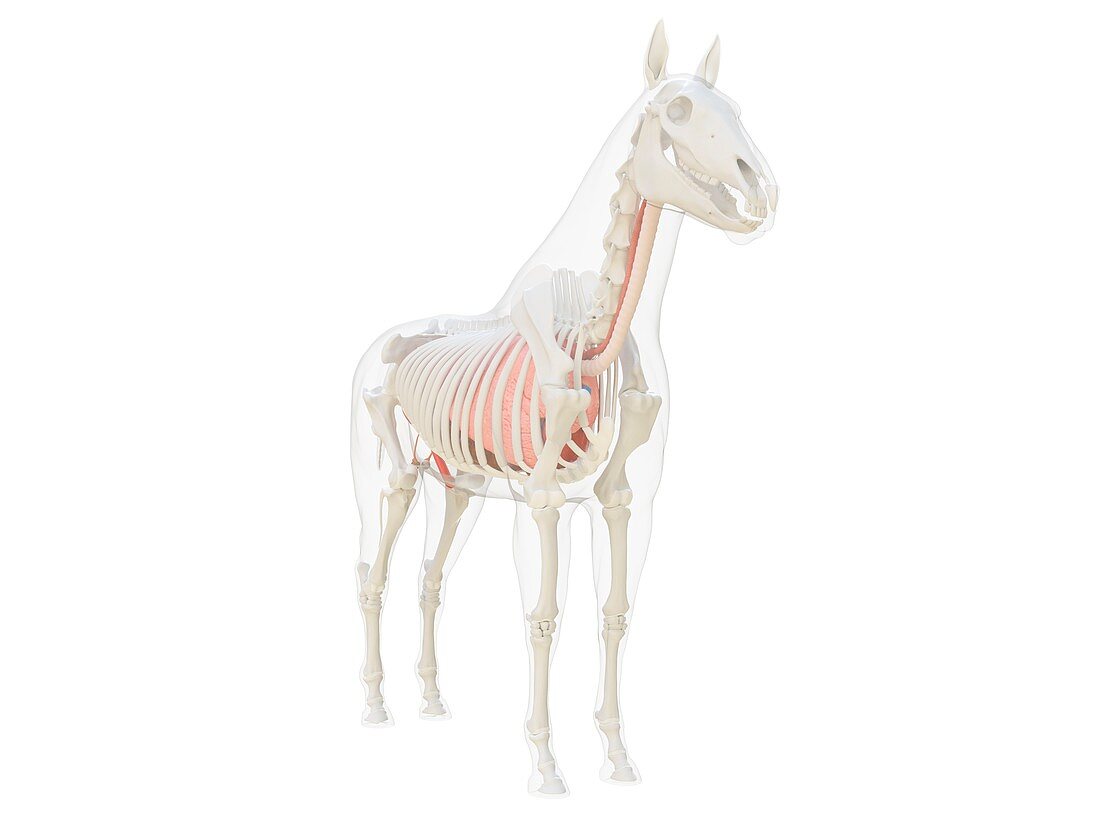 Horse anatomy, illustration