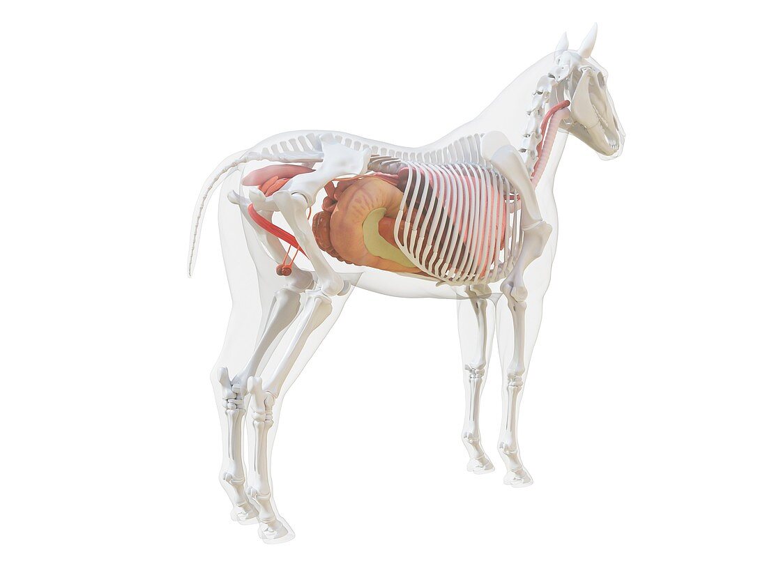 Horse anatomy, illustration