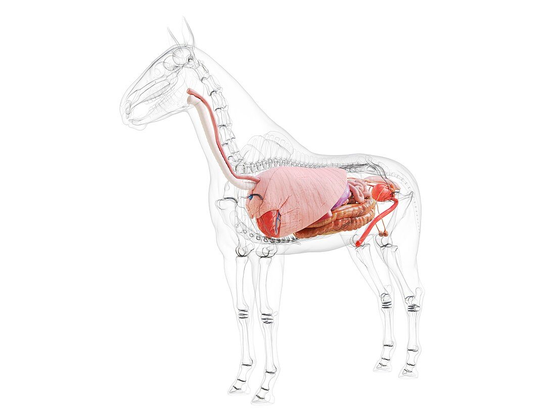 Horse anatomy, illustration