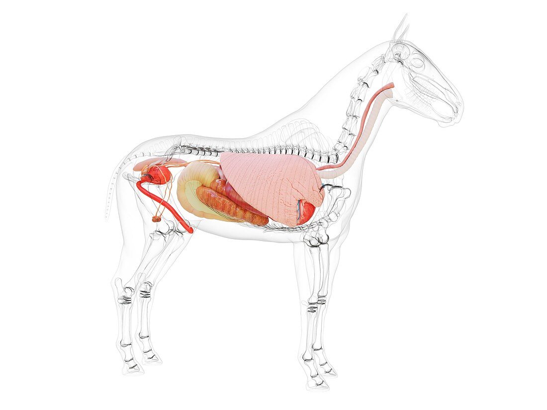 Horse anatomy, illustration