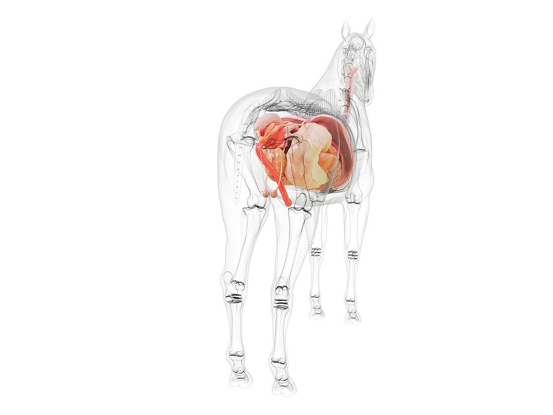 Horse anatomy, illustration