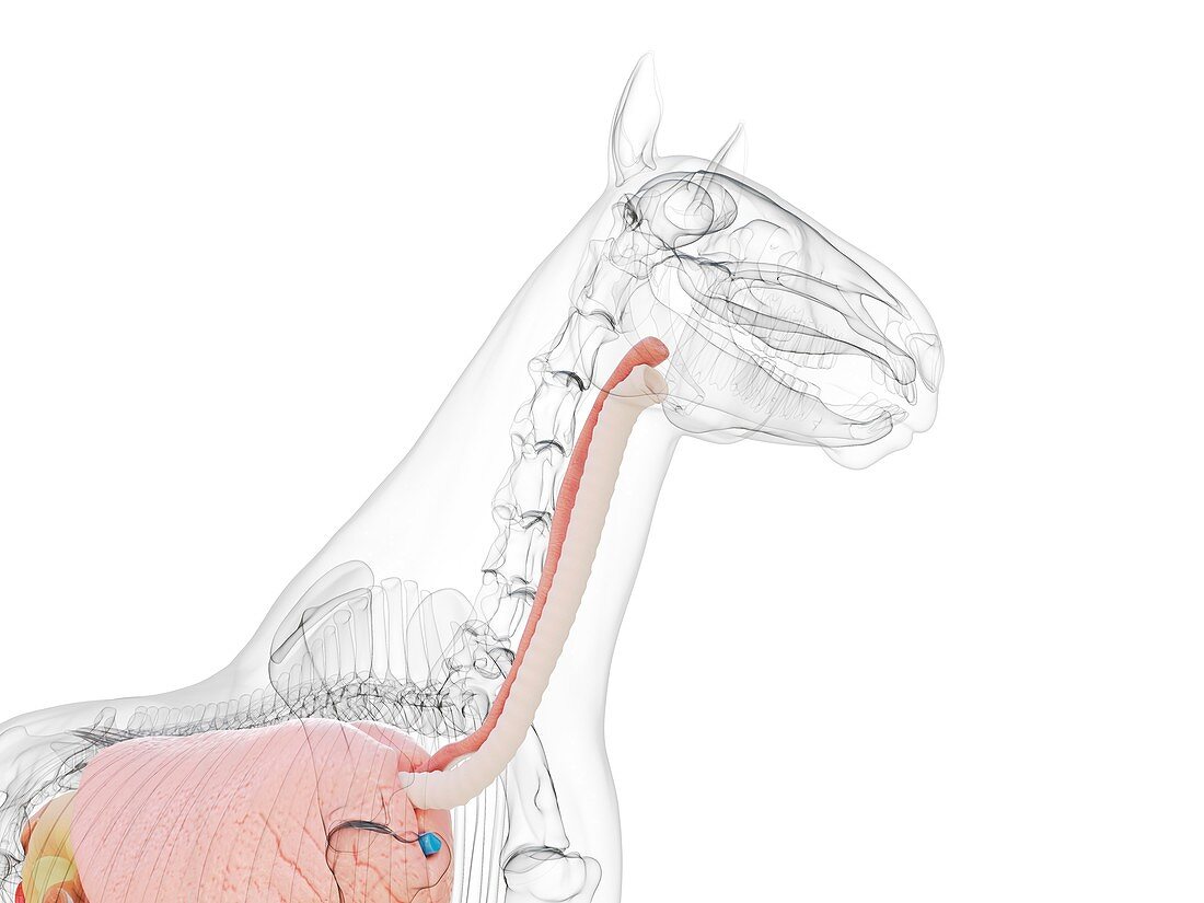 Horse anatomy, illustration