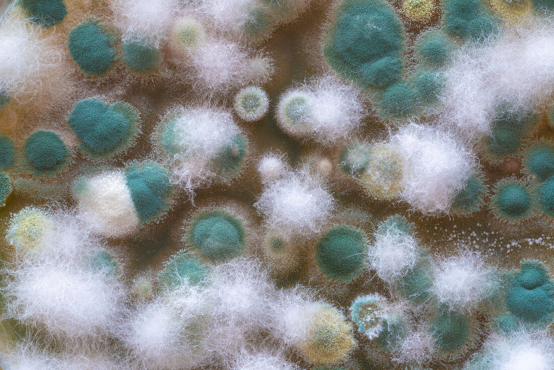 Microbial colonies on petri dish
