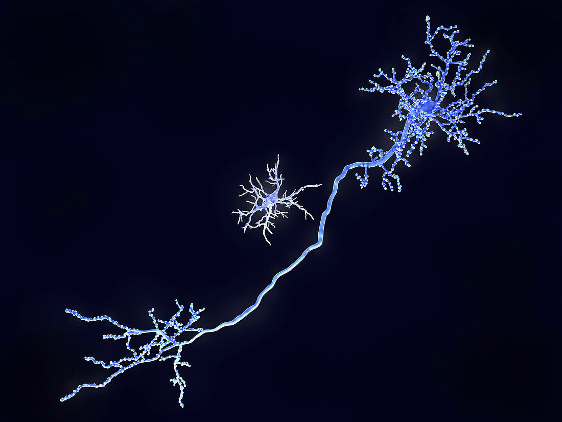 Pyramidal neuron and microglia cell, illustration