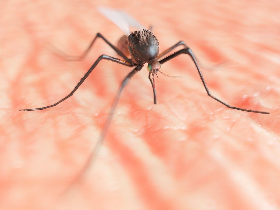 Mosquito, illustration