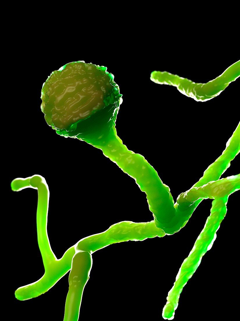 Mucor fungus, illustration