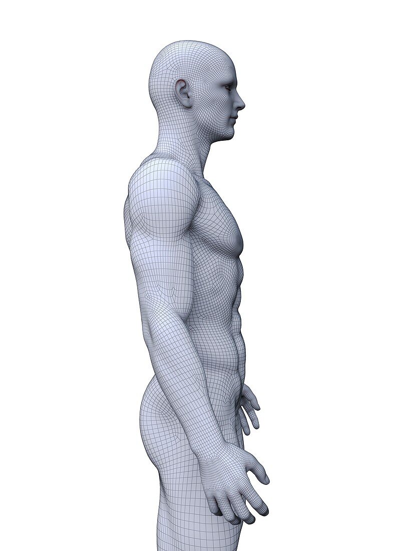 Muscular man, illustration