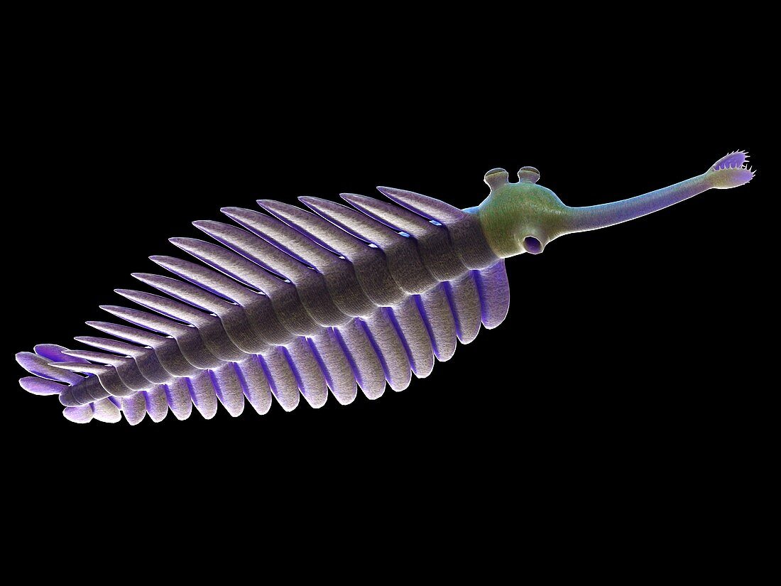 Opabinia marine arthropod, illustration