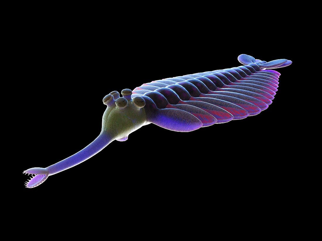 Opabinia marine arthropod, illustration
