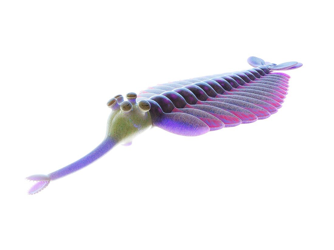 Opabinia marine arthropod, illustration