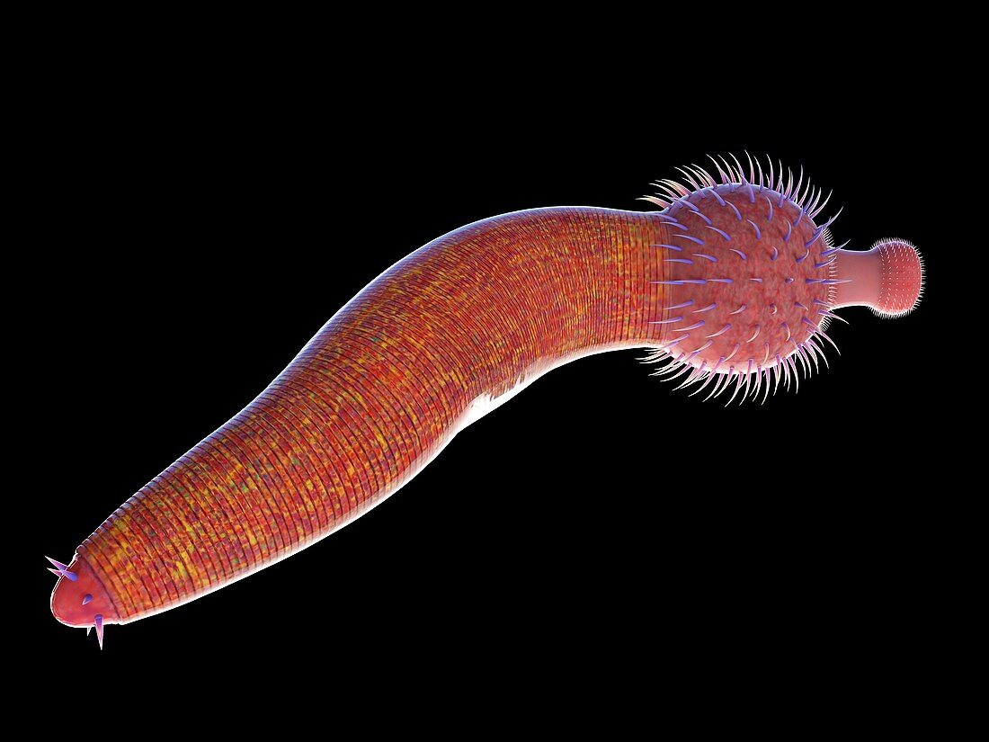 Ottoia marine worm, illustration