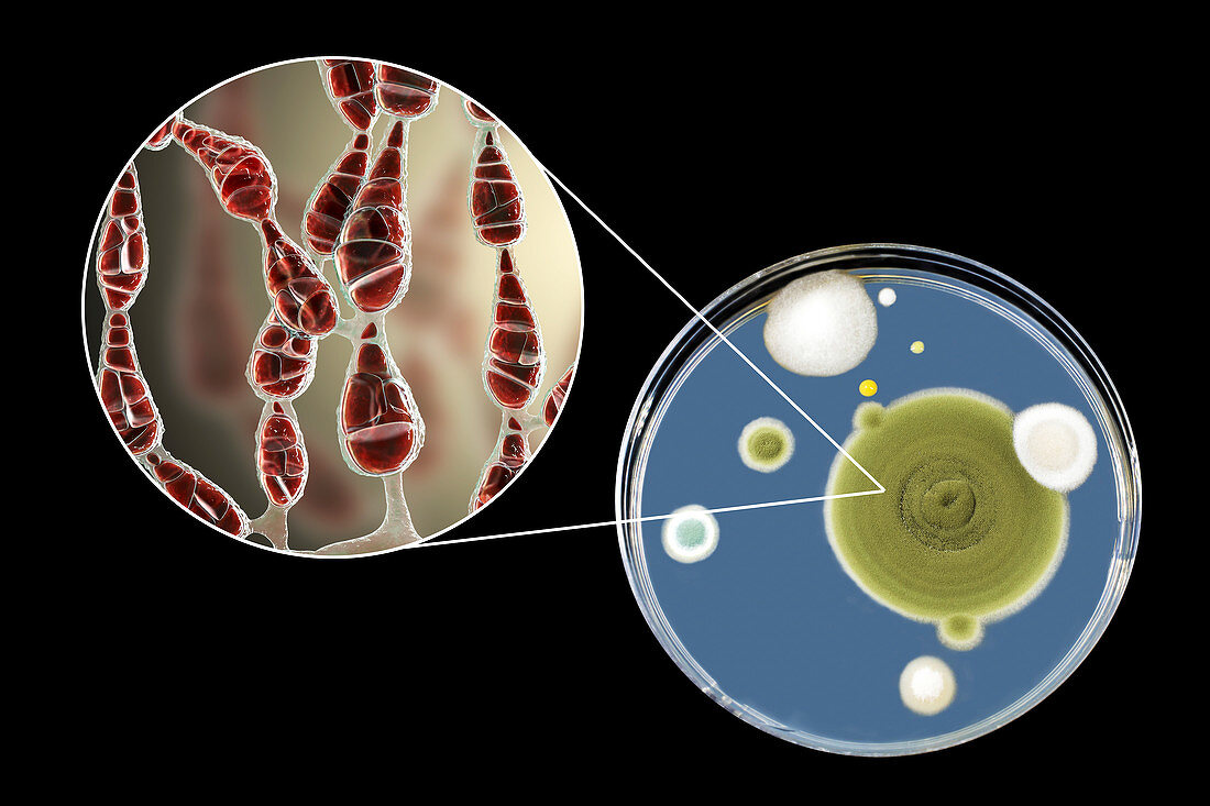 Allergenic fungus Alternaria alternata, composite image
