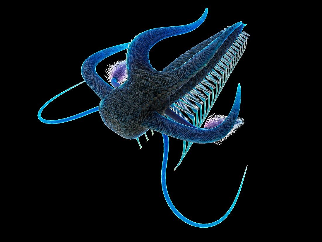 Marella marine arthropod, illustration