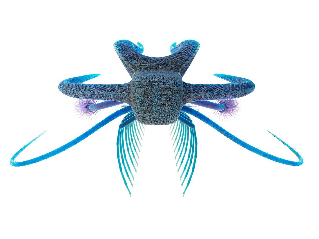 Marella marine arthropod, illustration