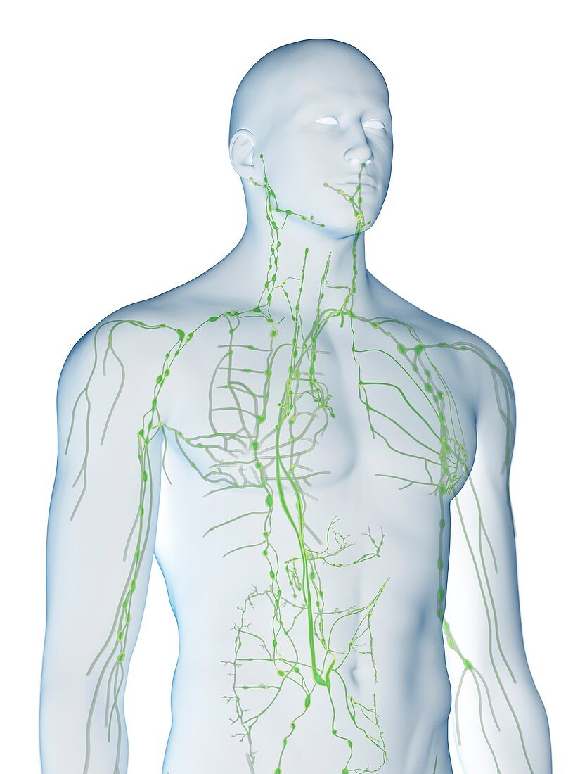 Lymphatic system, illustration