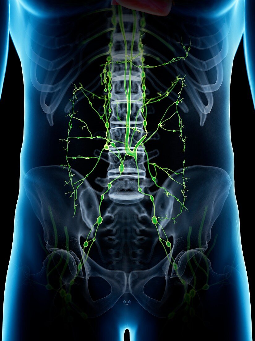 Abdominal lymphatic system, illustration