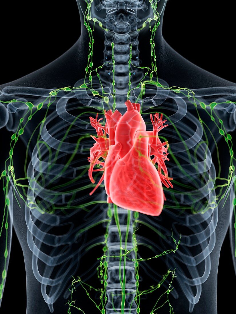 Heart anatomy, illustration