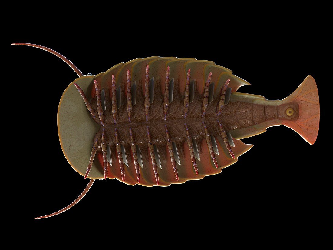 Sidneyia marine arthropod, illustration