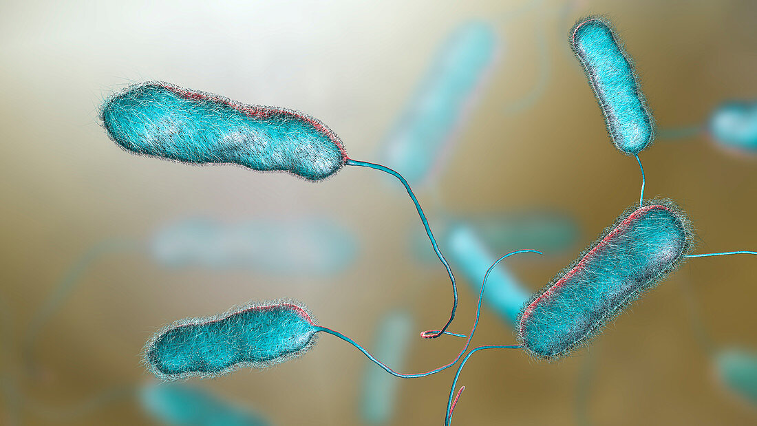 Legionnaire's disease bacteria, illustration