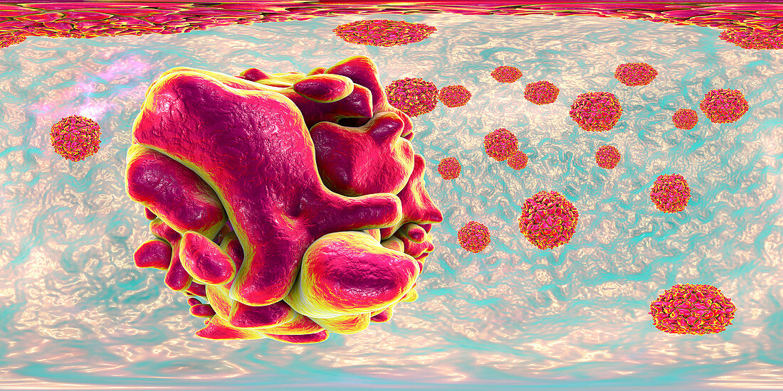 Human polioviruses, illustration