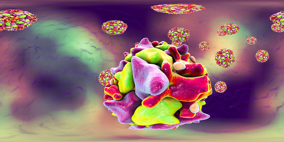 Human polioviruses, illustration