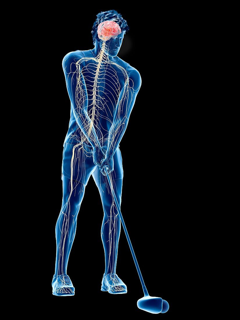 Golf player's nervous system, illustration