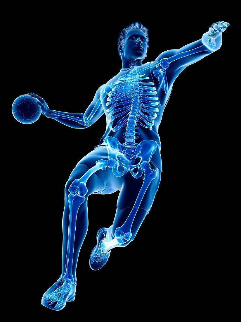 Handball player's skeleton, illustration