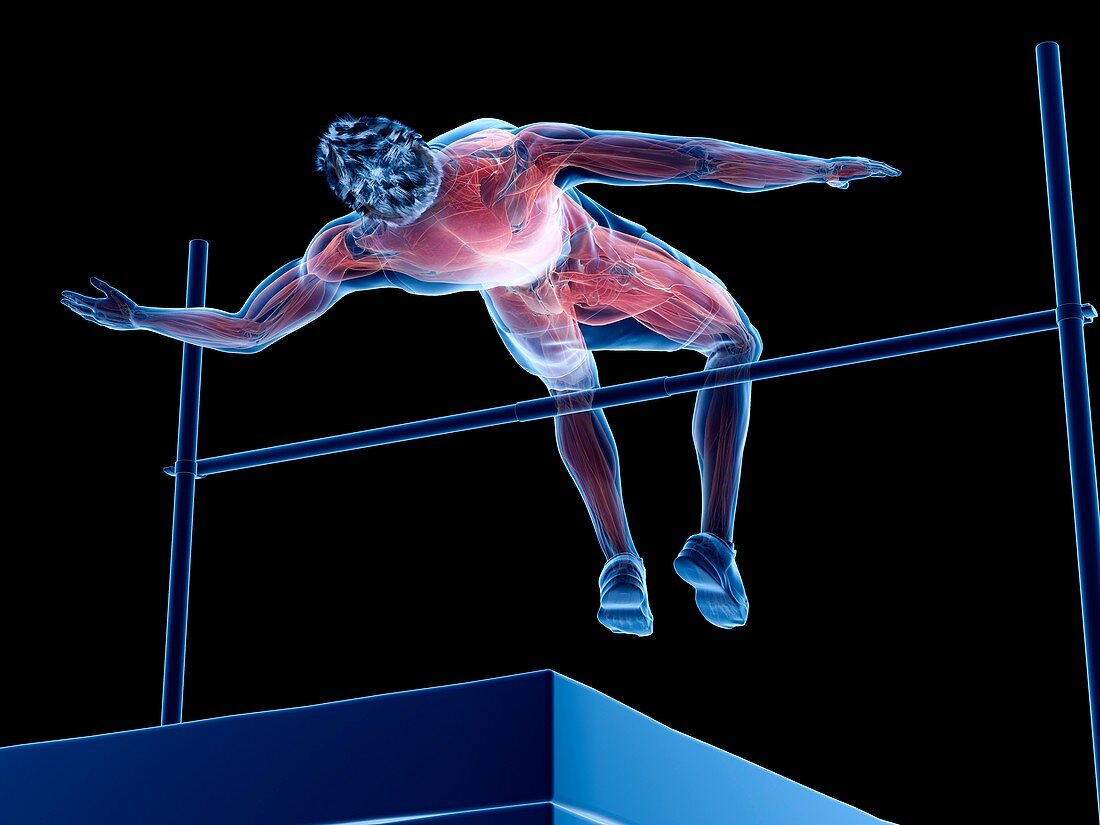 High jumper's muscles, illustration