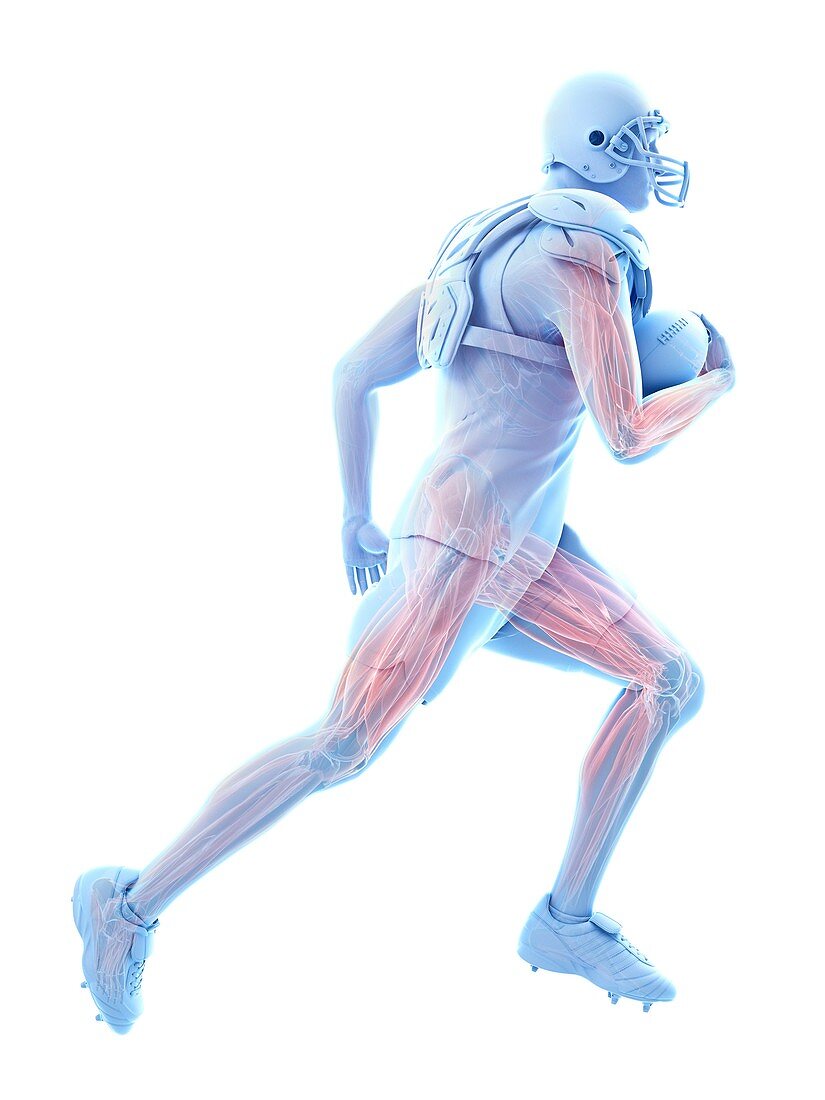 American football player's muscles, illustration