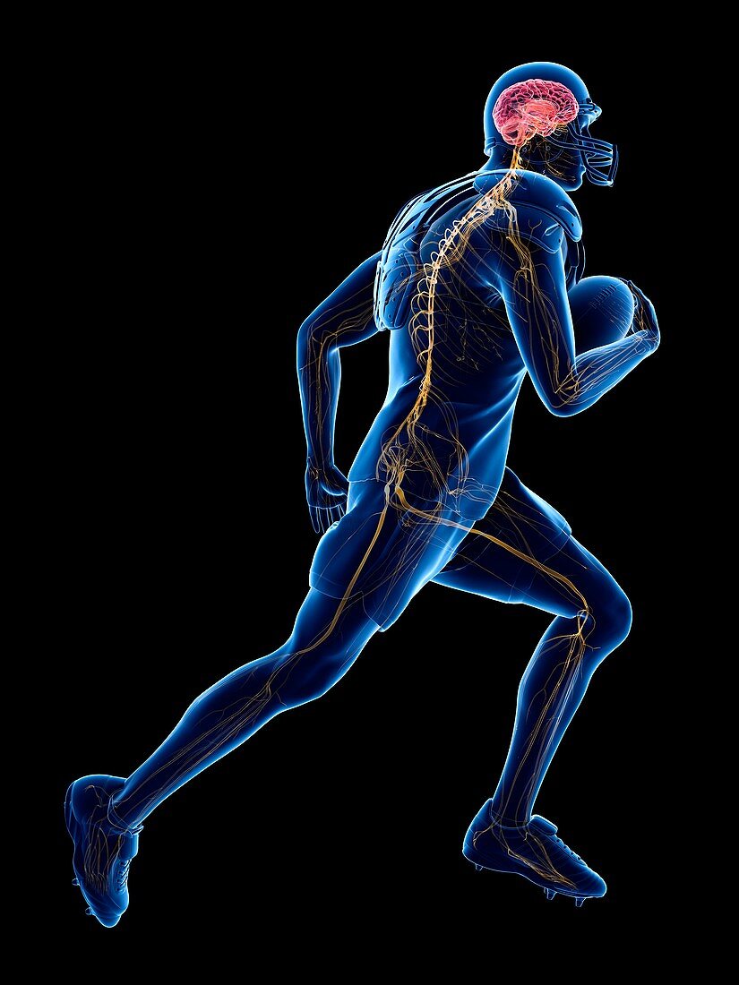 American football player's nervous system, illustration