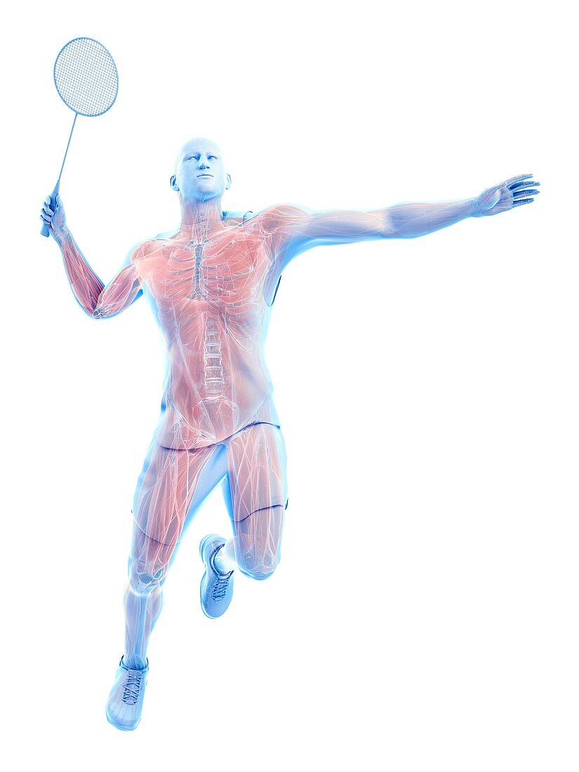 Badminton player's muscles, illustration