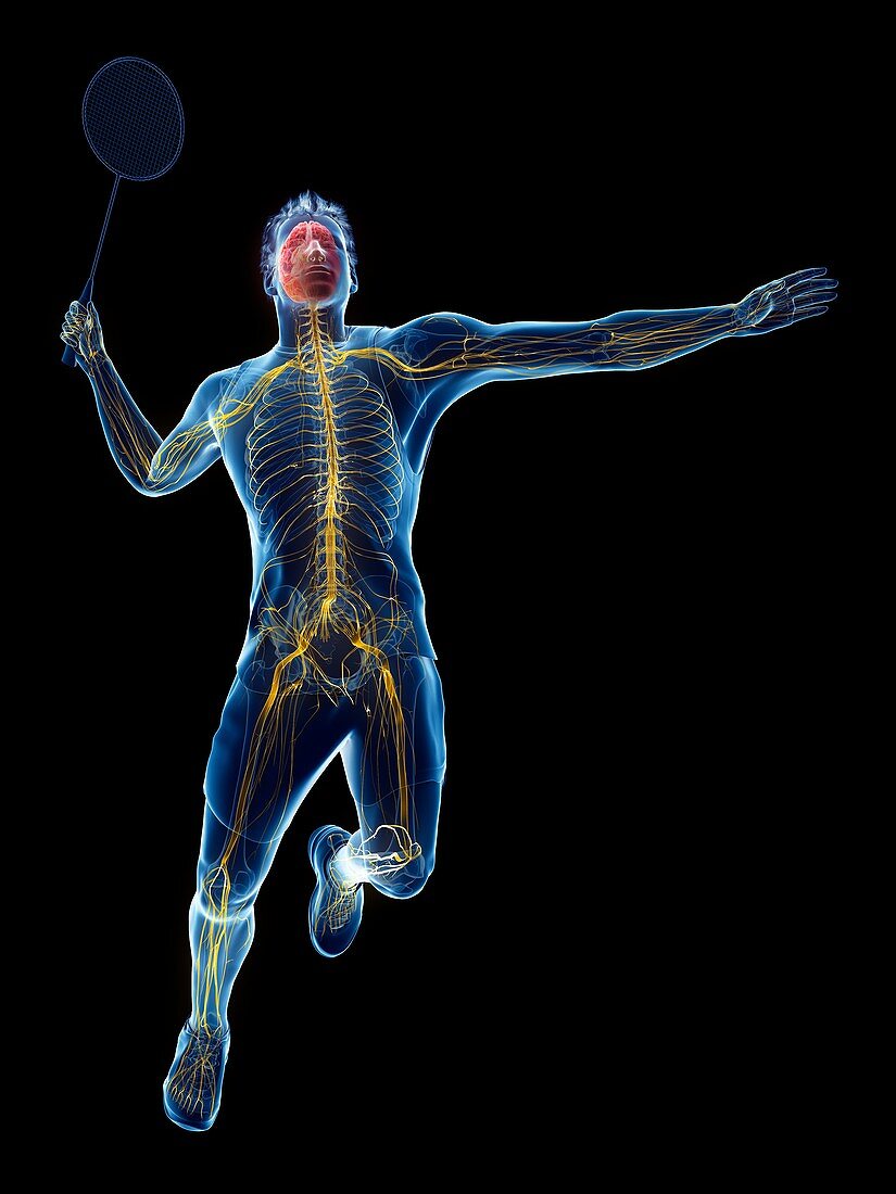 Badminton player's nervous system, illustration