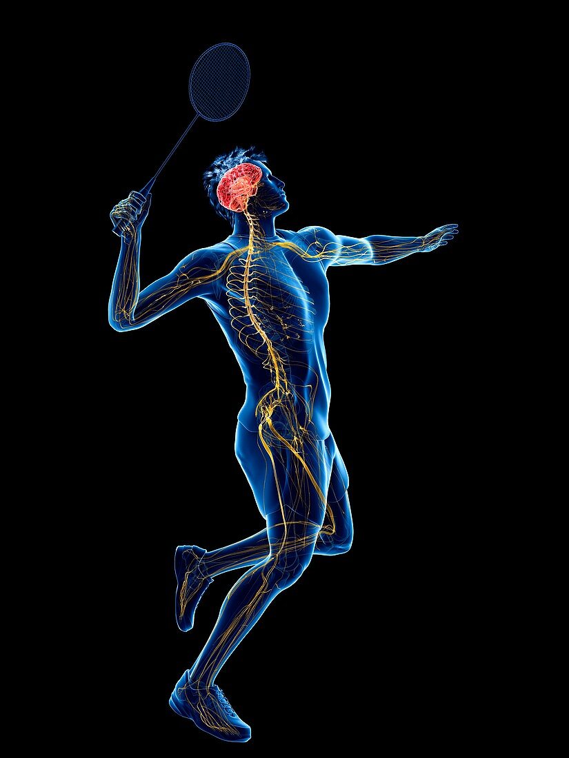 Badminton player's nervous system, illustration