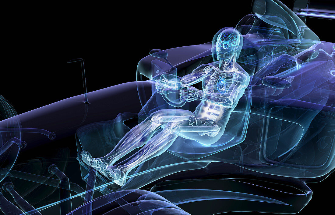 Anatomical man driving car, illustration