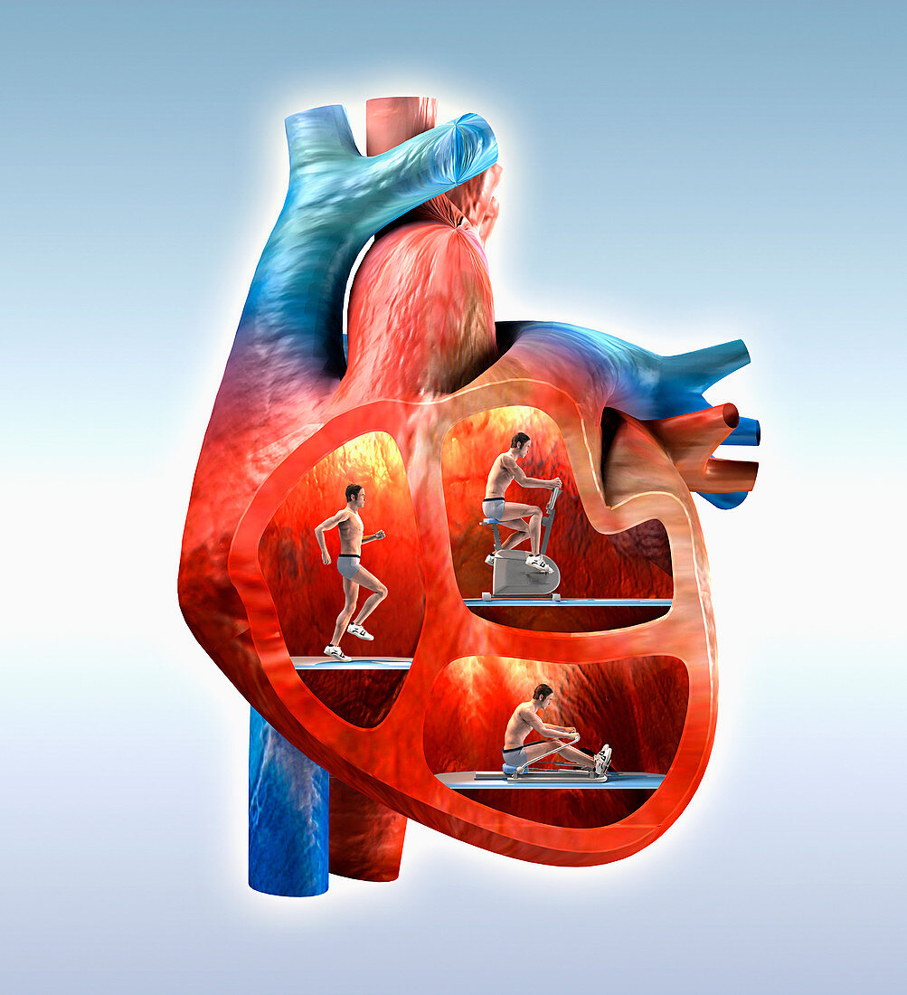 Cardiovascular exercise illustration